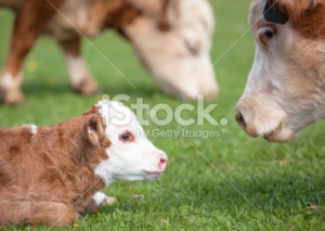 stock-photo-45814002-hereford-calf