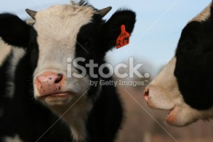 stock-photo-1141602-talking-cows