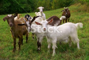 stock-photo-11718140-goats