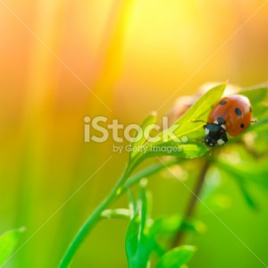 stock-photo-12793720-ladybug-sitting-on-wildflower-leaf-during-sunrise