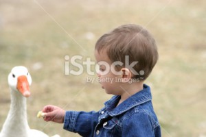stock-photo-1561730-toddler-boy-sharing-food-with-goose