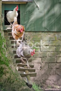 stock-photo-18056069-hens-following-the-leader