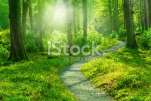 stock-photo-30309740-sunny-forest-path