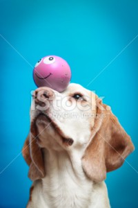 stock-photo-33363062-beagle-dog-with-a-ball-on-nose