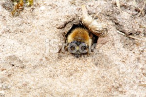 stock-photo-37551314-nesting-andrena-bee-andrenidae