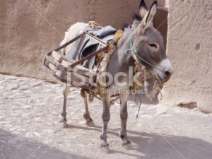 stock-photo-3889059-donkey-in-bam