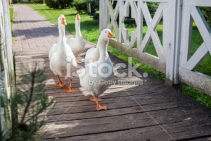 stock-photo-55605996-white-geese