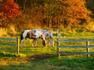 stock-photo-55969018-two-horses-graze-at-sunset-in-autumn