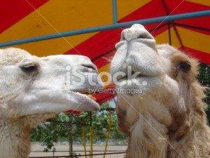 stock-photo-614477-can-you-keep-a-camel-secret