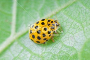 stock-photo-6548015-yellow-ladybird