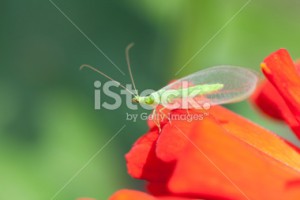 stock-photo-17779138-green-lacewing-dichochrysa-ventralis