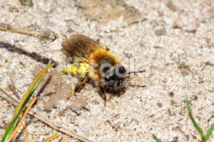 stock-photo-37551398-andrena-bee-andrenidae